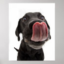 Zoek naar hond neus kunst Dier