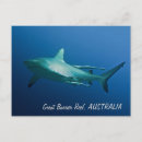 Recherche de requin cartes postales Plongée