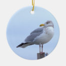 Recherche de mouettes ornements Photographie