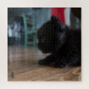 Recherche de chaton noir puzzles Photographie