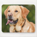 Recherche de labrador retriever tapis souris Canine