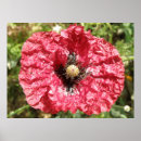 Recherche de papaver posters Rouge