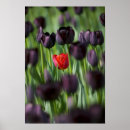 Zoek naar keukenhof tuin posters Nederland