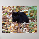 Recherche de chat noir yeux verts posters Animal