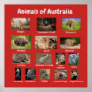 Recherche de kangaroo posters Nature