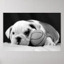 Recherche de chiot bouledogue français posters Amoureux des animaux