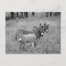 Recherche de trois animaux cartes postales Photographie