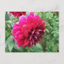 Recherche de fleurs de bourgeonnement Rouge