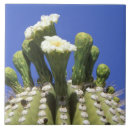 Recherche de tucson carreaux Succulent