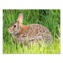Zoek naar bunny kunst Groen