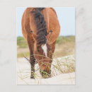Recherche de mustang sauvage cartes postales Cheval