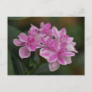 Recherche de hortensias cartes postales Rose