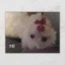 Recherche de frises de bichon cartes postales Blanc