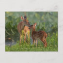 Recherche de biche cartes postales Animal