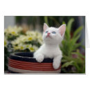 Recherche de lecture photographie Chaton