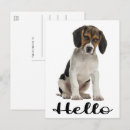 Recherche de chien beagle cartes postales Chiot