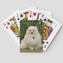 Recherche de spitz jeux de cartes Pomeranien