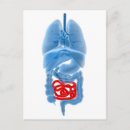 Zoek naar interne organen posters Esofagus