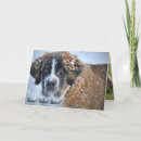 Zoek naar st bernards kaarten Aanmoediging