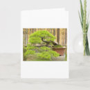 Zoek naar bonsai boom kaarten Bomen