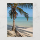 Recherche de punta cartes postales Palme