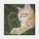 Recherche de épaule magnets Mignon