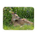 Recherche de cerfs communs de queue Dehors