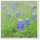 Recherche de capot bleu Fleur