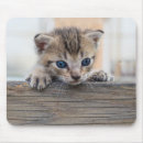 Recherche de caresse tapis souris Mignon