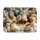 Recherche de de poulet magnets Cuisine