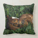 Recherche de pur sang coussins Plomb langrish