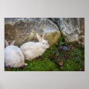 Zoek naar twee konijnen posters Bunny