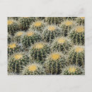 Recherche de tonneau cartes postales Cactus