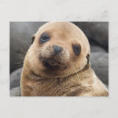 Recherche de îles galapagos cartes postales Superstock