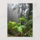 Recherche de forêt tropicale cartes postales Plantes