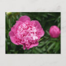 Recherche de pivoines roses cartes postales Pour tous