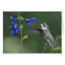 Recherche de oiseau de ronflement Colibri
