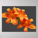 Zoek naar aziatische lelies posters Floreel