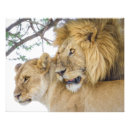 Recherche de photo de lion Safari