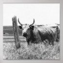 Recherche de klaxons posters Vache
