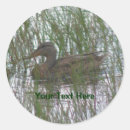 Recherche de canard sauvage autocollants Faune