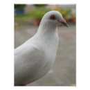 Zoek naar mijn duiven kunst Foto