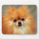 Recherche de chien pomeranian tapis souris Race