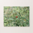 Recherche de coccinelle Coléoptère