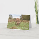 Recherche de stag anniversaire cartes Forêt
