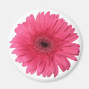 Recherche de gerber rose magnets Gerbera