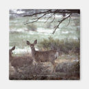 Recherche de cerfs communs magnets Hiver