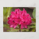 Recherche de rhododendron cartes postales Floral