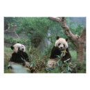 Recherche de ours panda art Mammifère