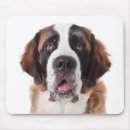 Recherche de st bernard tapis souris Chiot